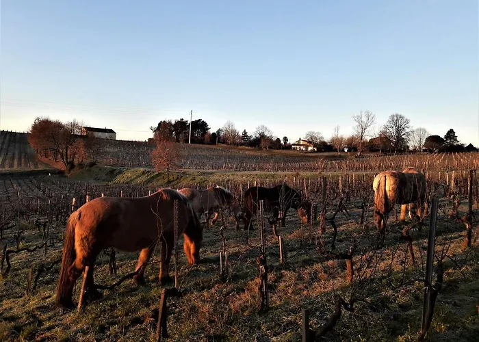 Chateau De La Grave Bed and Breakfast